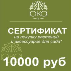 Подарочный сертификат, 10000
