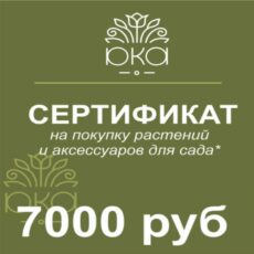 Подарочный сертификат, 7000