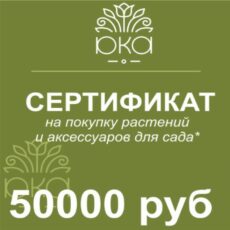 Подарочный сертификат, 50000