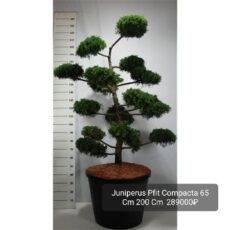 Можжевельник Пфитцериана Компакта, 65*200см, с50,  БОНСАЙ