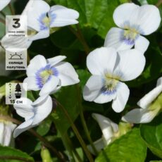 Виола бабочковидная Альбифлора, ОКС