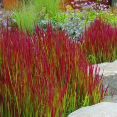 Императа цилиндрическая Ред Барон, d17