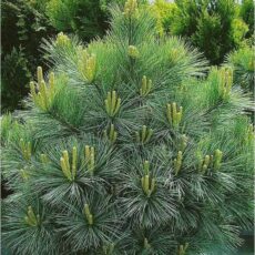 Сосна Веймутова Радиата, 80-100см, ком
