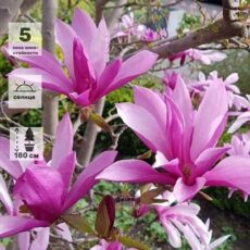 Магнолия Сьюзан, р9, Польша