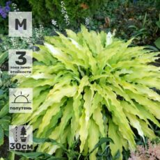 Хоста Курли Фрайз, с1.5