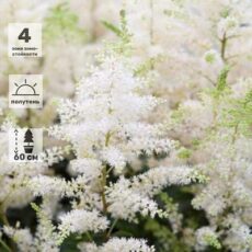 Астильба Майти Плони, с3