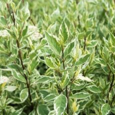 Дерен белый Элегантиссима, 120-140см, (кустовая форма), с100