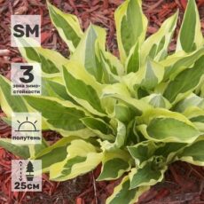 Хоста Йеллоу Полька Дот Бикини, (5 почек), с1.5