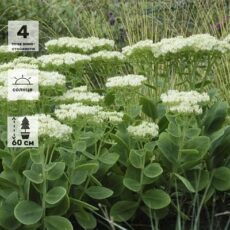 Очиток Видный Стардаст, с1