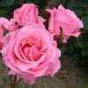Роза флорибунда Зе Куин Элизабет, с2