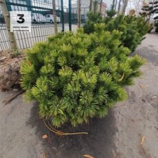 Сосна горная Мугус, 40-60см, ком