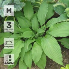 Хоста Лав Сонг, (1-2 почки), с3