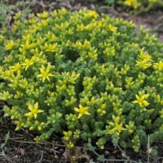 Очиток (седум) едкий, р9.