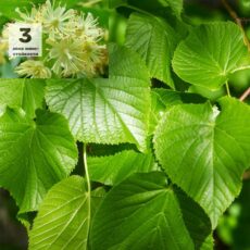 Липа мелколистная, 80-100см, С5