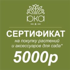 Подарочный сертификат, 5000