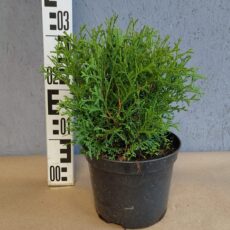 Туя западная Тини Тим, 20-30см, с2