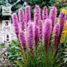 Лиатрис колосковый, ОКС