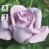 Роза чайно-гибридная Майнцер Фастнахт, с2