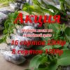 Хоста набор №1 (МИКС СОРТОВ), 9шт, ОКС