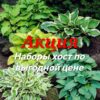 Хоста набор №1 (МИКС СОРТОВ), 9шт, ОКС