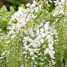 Глициния Широ Нода, d15