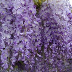 Глициния Пролифик, d15