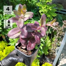 Очиток Атропурпуреа, с3