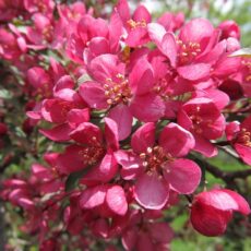 Яблоня Прейри Файер, 250-300см, С15.