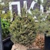 Ель обыкновенная, 80-100см, ком