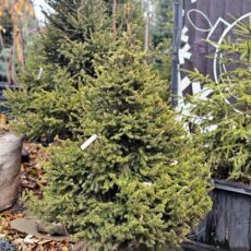 Ель обыкновенная, 80-100см, ком
