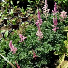 Астильба курчавая Перкео, ОКС