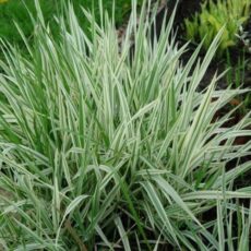 Фалярис тростниковый Элегантиссима, ОКС