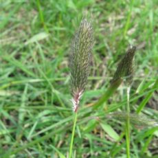 Лисохвост тросниковый, ОКС