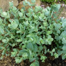 Очиток  эверса, р9.