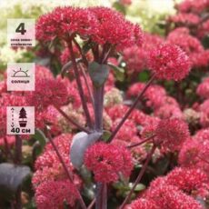 Очиток пурпурный Ред Кайли, р9