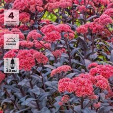 Очиток Хосе Оберджин, р9