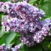 Сирень обыкновенная Ами Шот, H20-40/40-60, с3