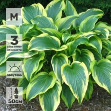 Хоста Ауреомаргината, с2