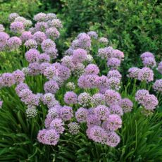 Лук стареющий Саммер Бьюти, ОКС