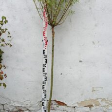 Ива цельнолистная Хакуро Нишики,120см, С5, штамб, Польша