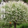 Ива цельнолистная Хакуро Нишики,120см, С5, штамб, Польша
