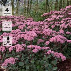 Очиток (седум) Матрона, с2