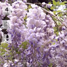 Глициния Блю Мун, с7