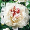 Пион молочноцветковый Фестива Максима, ОКС