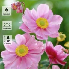 Анемона японская роз﻿овая, с2,с5
