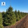 Ель обыкновенная, H300-400см, ком