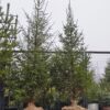 Ель обыкновенная, H300-400см, ком