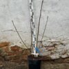 Рябина Додонг, 80-100см, (MSt кустовая форма), С5 штамб