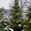 Ель обыкновенная 350-400см, ком