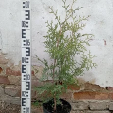 Туя западная Брабант, 40-60см, С3.
